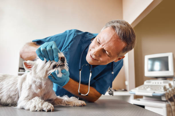 Best Emergency Denture Repair in University At Buffalo, NY